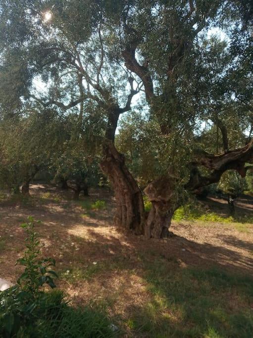 Olive Trees Villa Трагаки Екстериор снимка