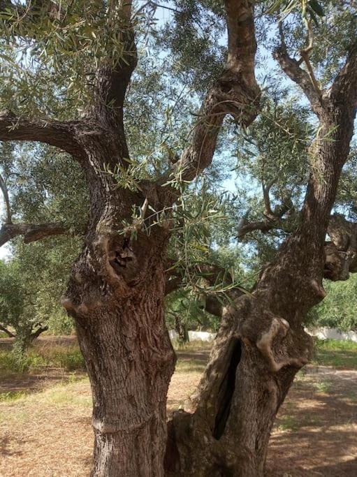 Olive Trees Villa Трагаки Екстериор снимка